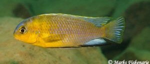 Tropheops sp. 'yellow chin' Undu Reef